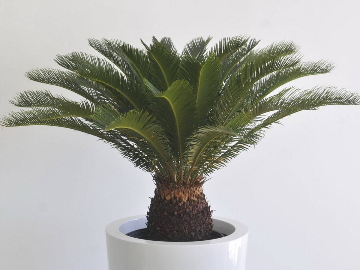 Цикас (саговая пальма): описание, фото, уход в домашних условиях