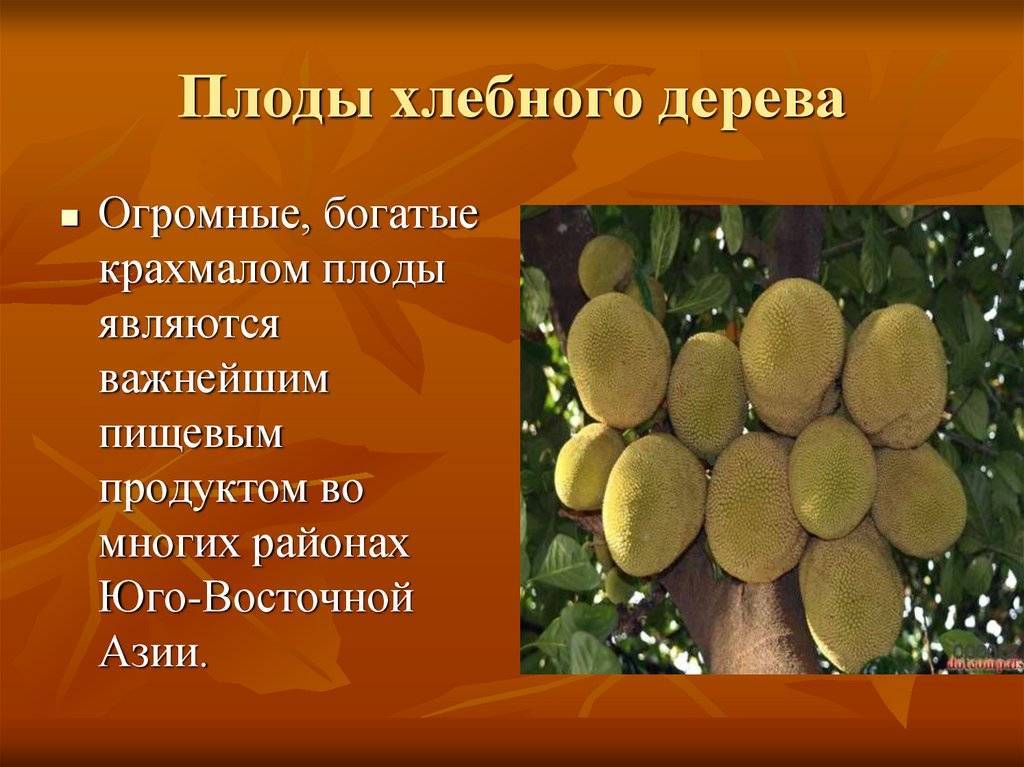 Хлебное дерево: описание и ареал произрастания, разновидности и плоды, употребление и полезные свойства