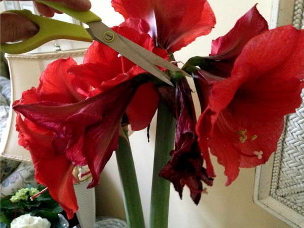 Уход за цветком амариллис в домашних условиях — life-sup.ru