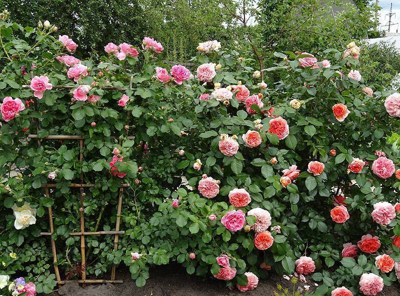 Самые устойчивые сорта роз для сибири и подмосоковья. харктеристики