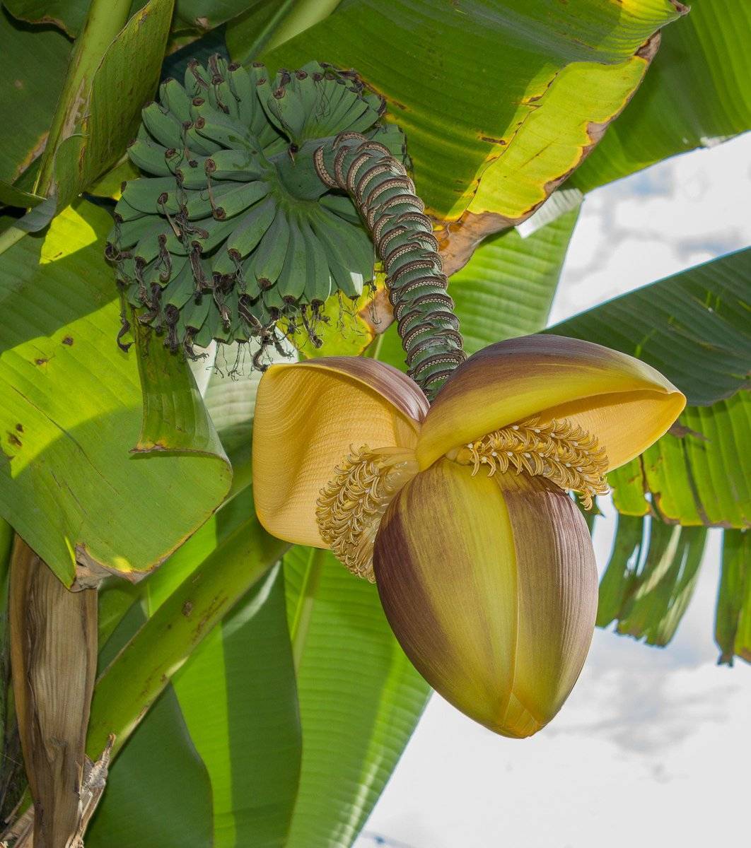 Банановая пальма это дерево или трава