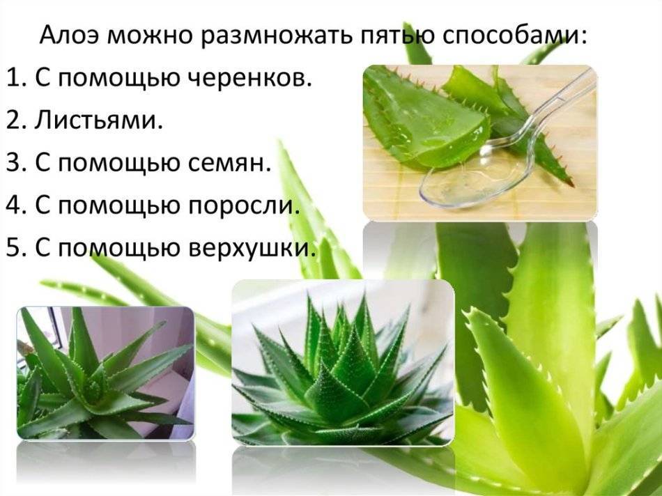 Выращивание алоэ из листа: пошаговая инструкция размножения алоэ листом в домашних условиях