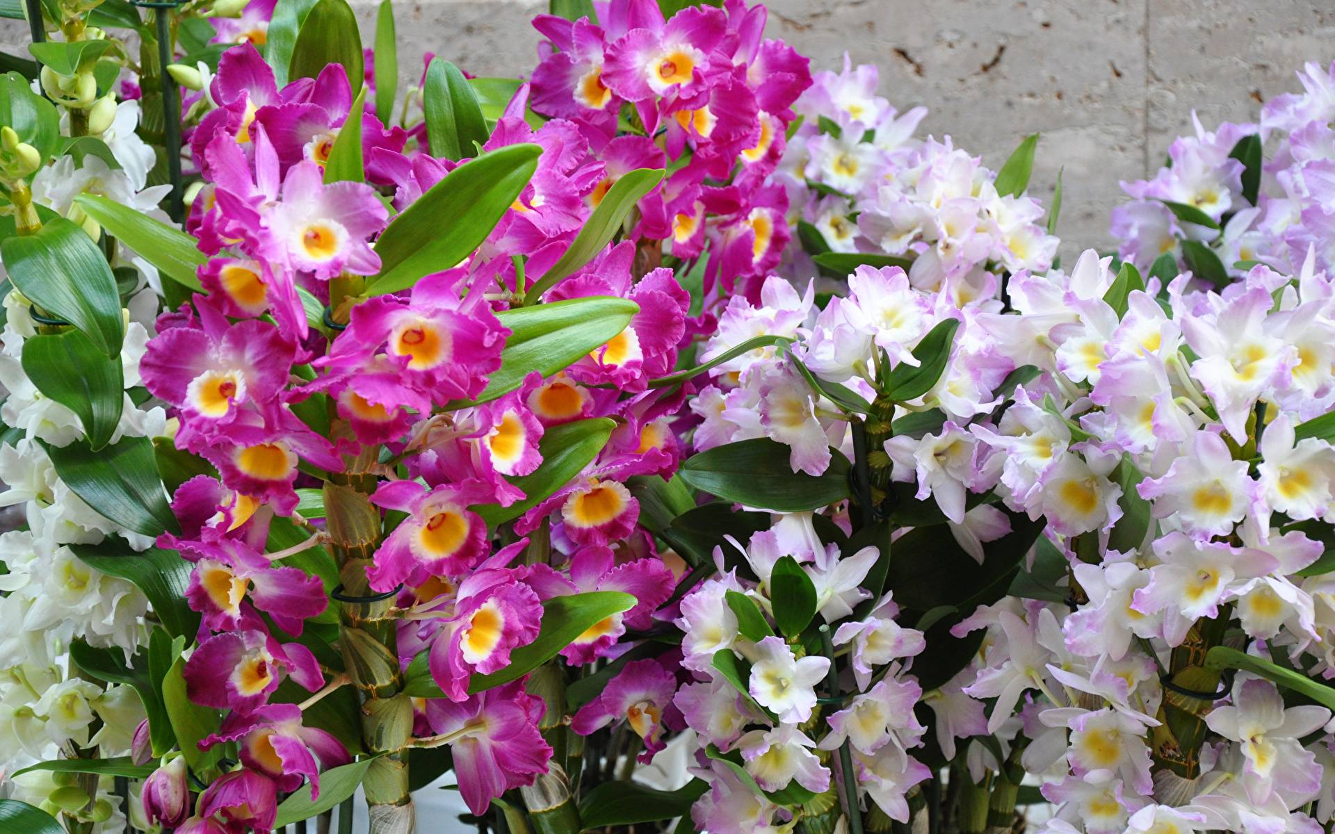 Орхидея дендробиум может стать самой неприхотливой в домашнем уходе, читайте советы и  рекомендации
