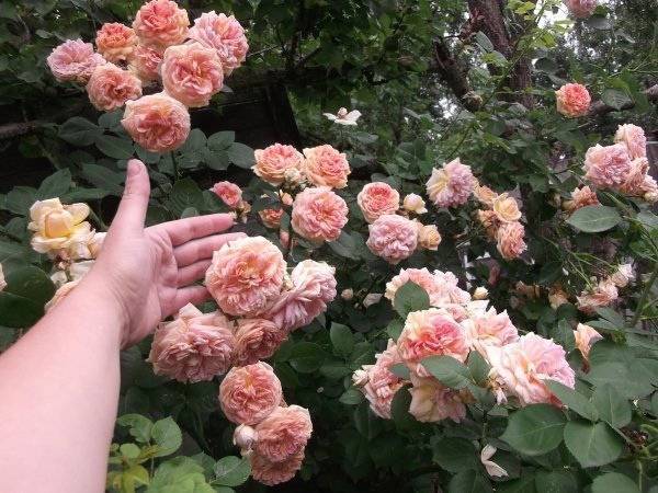 Розы чиппендейл: описание, посадка, уход, выращивание и отзывы