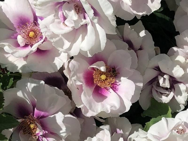 Розы флорибунда: посадка и уход в открытом грунте для новичков