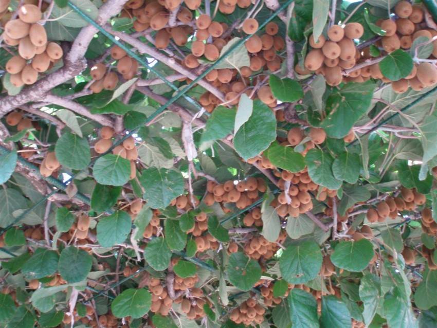 Актинидия посадка и уход сорта с фото и описанием выращивание из семян черенкование