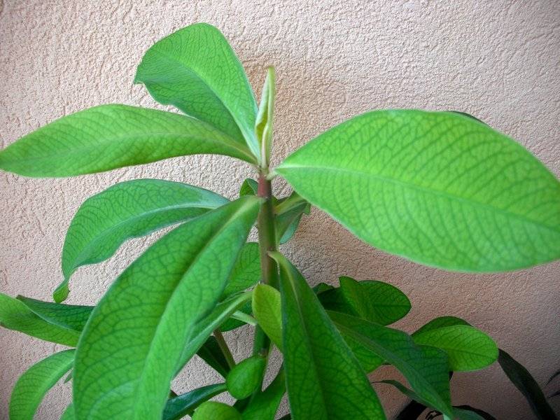 Растение синадениум гранта: уход в домашних условиях