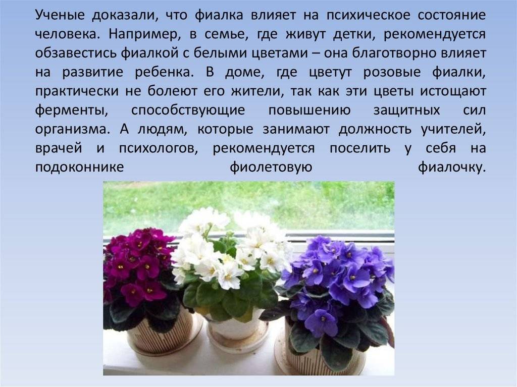 Сухие цветы в доме: украшение или опасность? приметы и суеверия, связанные с ними