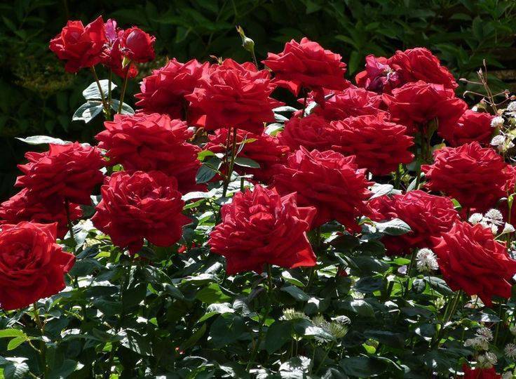 Чайно-гибридные розы: выращивание и уход в саду, посадка и размножение, сорта + фото
