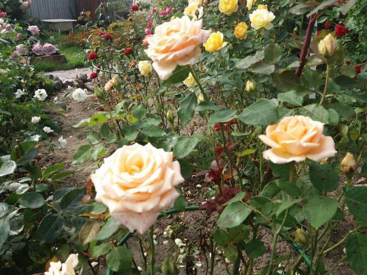О розе версилия: описание и характеристики сорта чайно гибридной розы