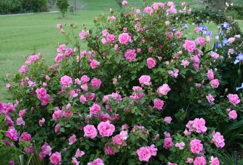 Как ухаживать за канадской парковой розой сорта морден блаш из группы шрабов