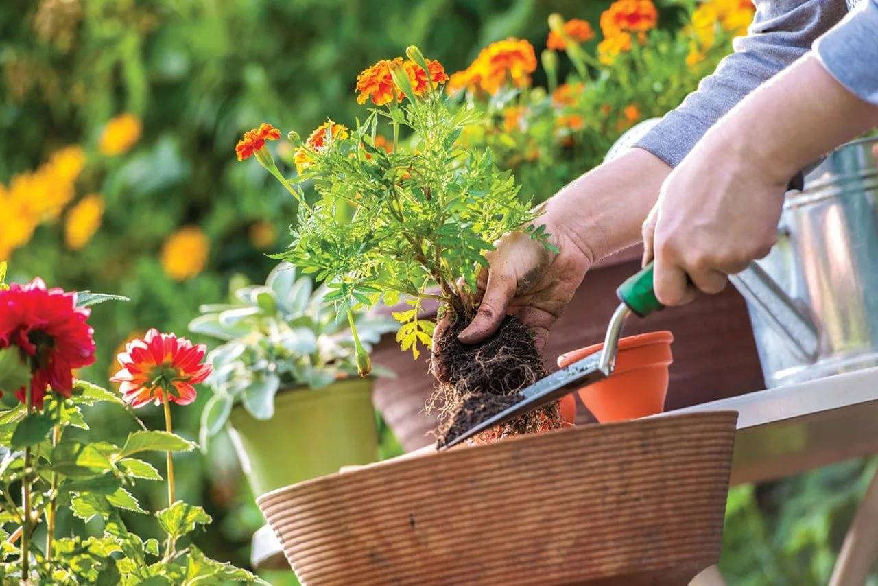 6 главных правил малоуходного сада от ландшафтного дизайнера. как создать сад для ленивых? фото — ботаничка