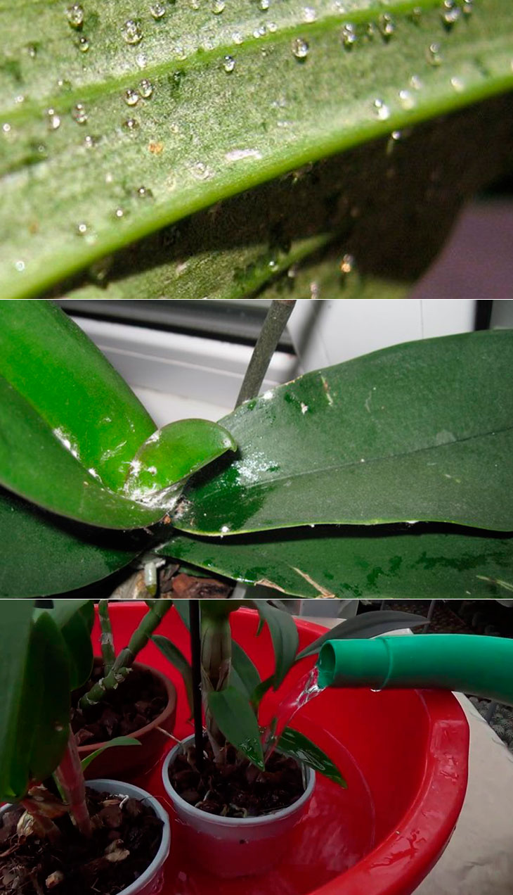 Белый налет на орхидее: фото, что это такое, как с ним бороться, почему появился на листьях, что делать, если покрылись корни, чем лечить из домашних средств?