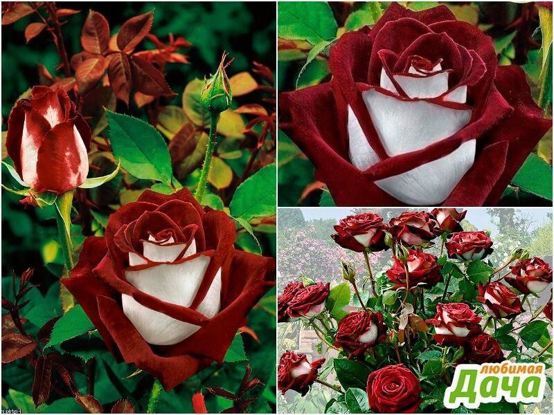 Основное описание розы «эксплорер» с фото и видео