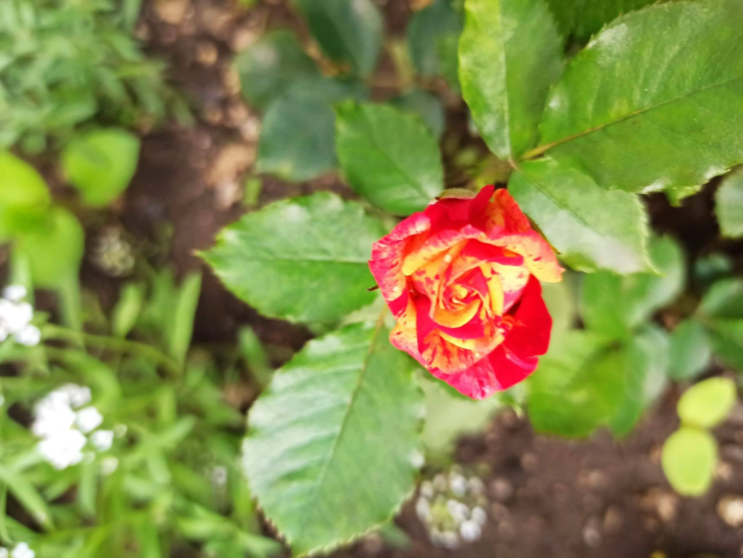 Роза капелька (kapelka)