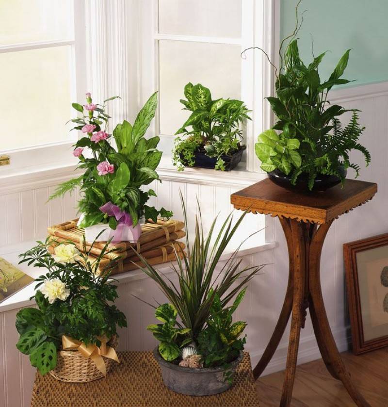 Гидропоника в домашних условиях для комнатных растений: виды и методы гидропонного выращивания