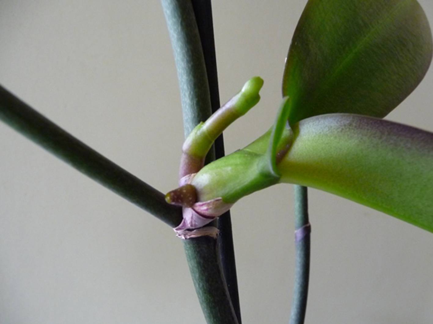 Как выращивать деток орхидеи в домашних условиях: как заставить дать побеги, что сделать для укоренения и каким образом получить гарантированный результат? selo.guru — интернет портал о сельском хозяйстве