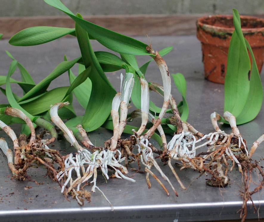 Размножение орхидеи детками в домашних условиях: как правильно пересаживать и ухаживать, фото и видео от цветоводов любителей