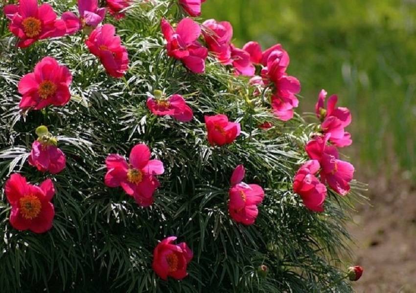 Описание дикого пиона марьин корень: фото цветка, посадка и уход за лечебным растением