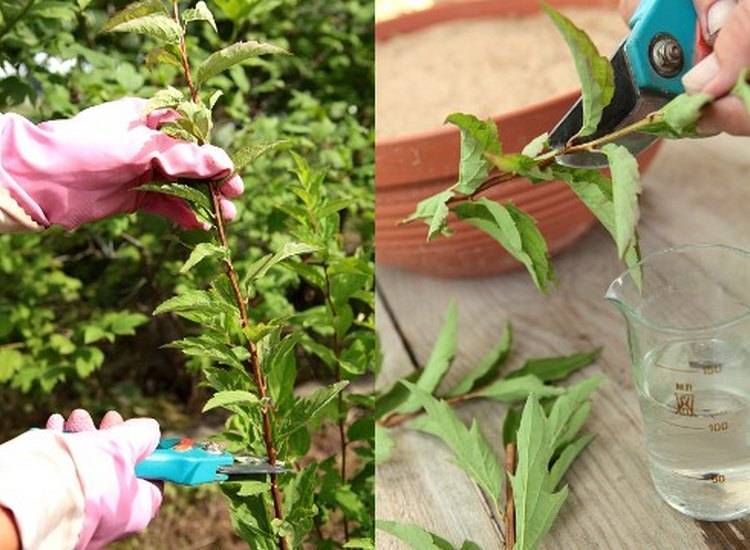 Чубушник (садовый жасмин) — размножение черенками весной, летом, осенью, семенами