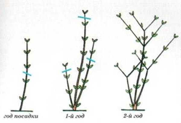 Размножение спиреи черенками весной и летом