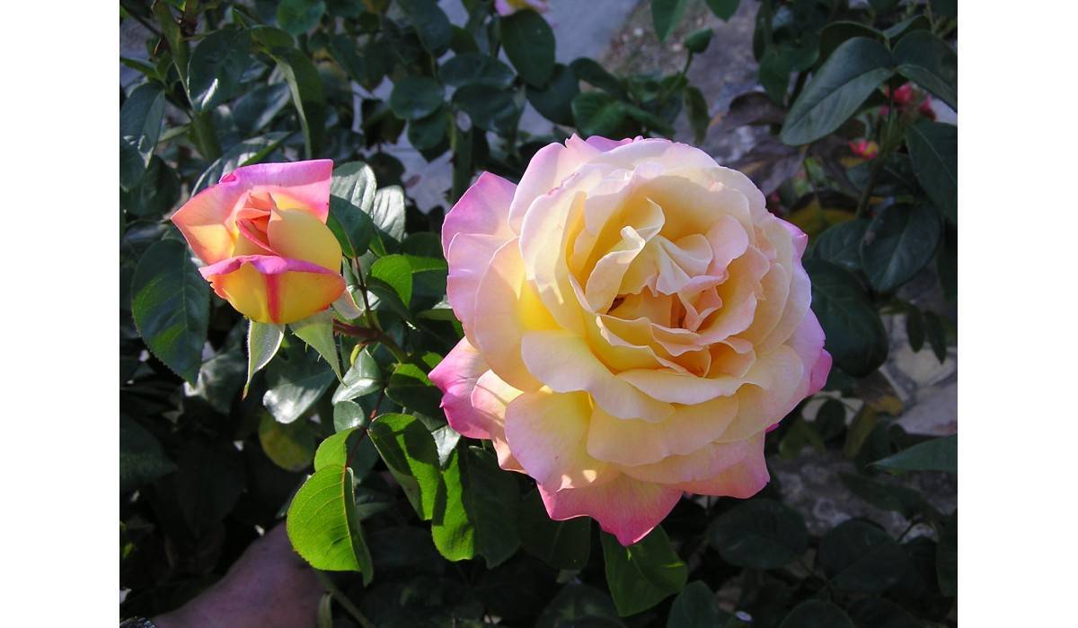 Чайно-гибридная красавица глория дей — самая популярная роза xx века