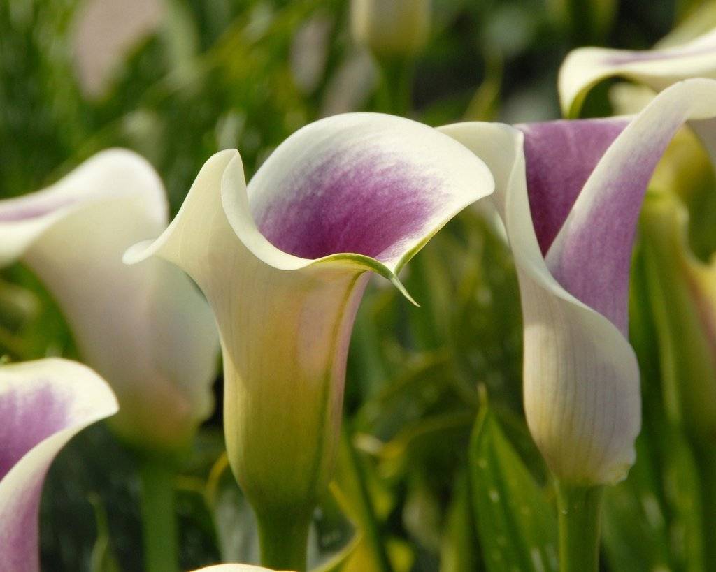 Цветок смерти калла: почему его так называют, особенности лазоревого цветка