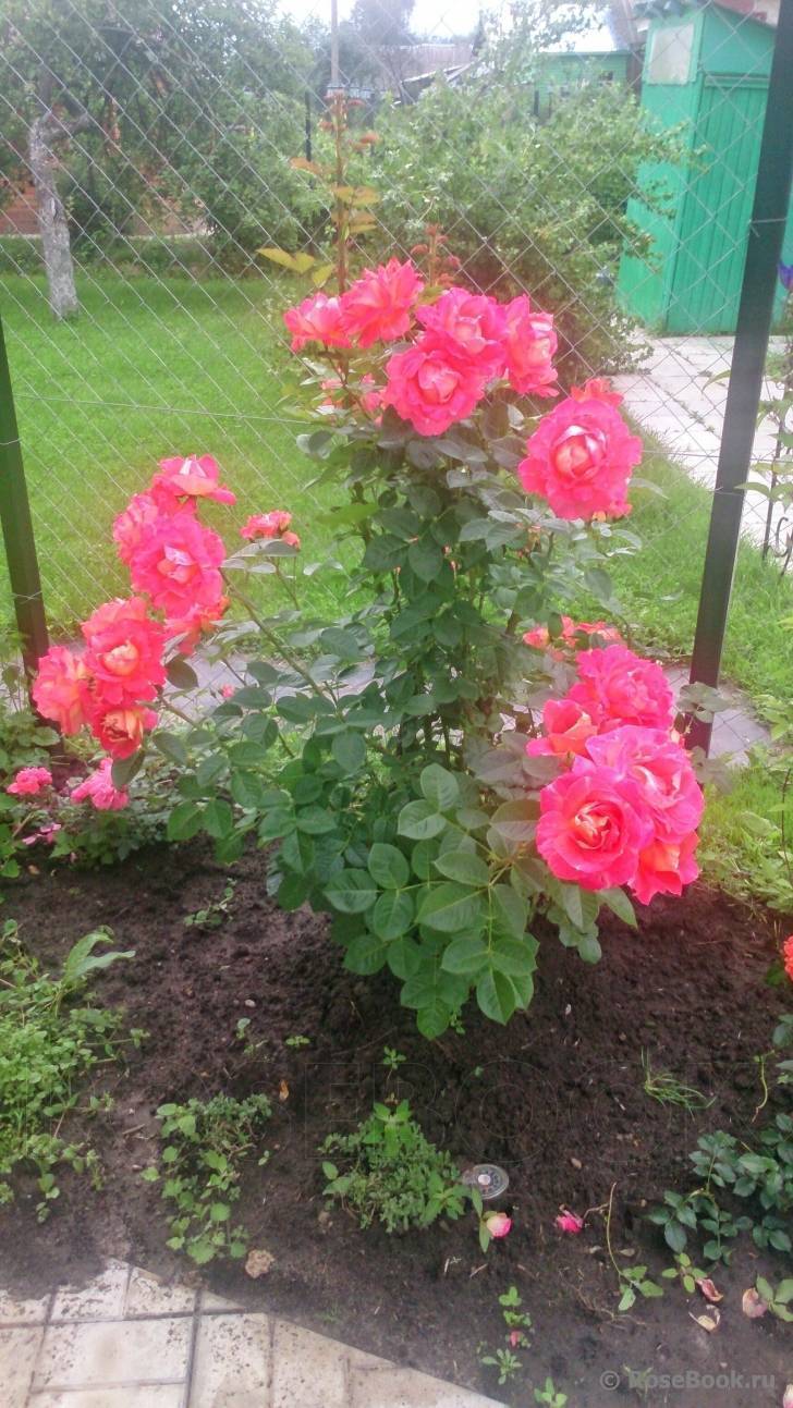 Роза декор арлекин: описание и особенности выращивания сорта