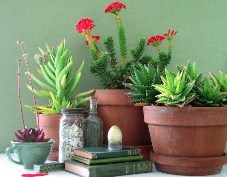 10 лучших комнатных растений для начинающих. уход в домашних условиях. фото — ботаничка