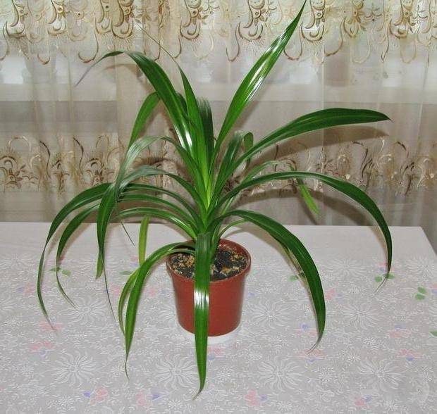 Панданус: уход в домашних условиях, можно ли держать цветок в комнате, краткое описание сортов, как размножить пальму и есть ли от неё польза или вред?