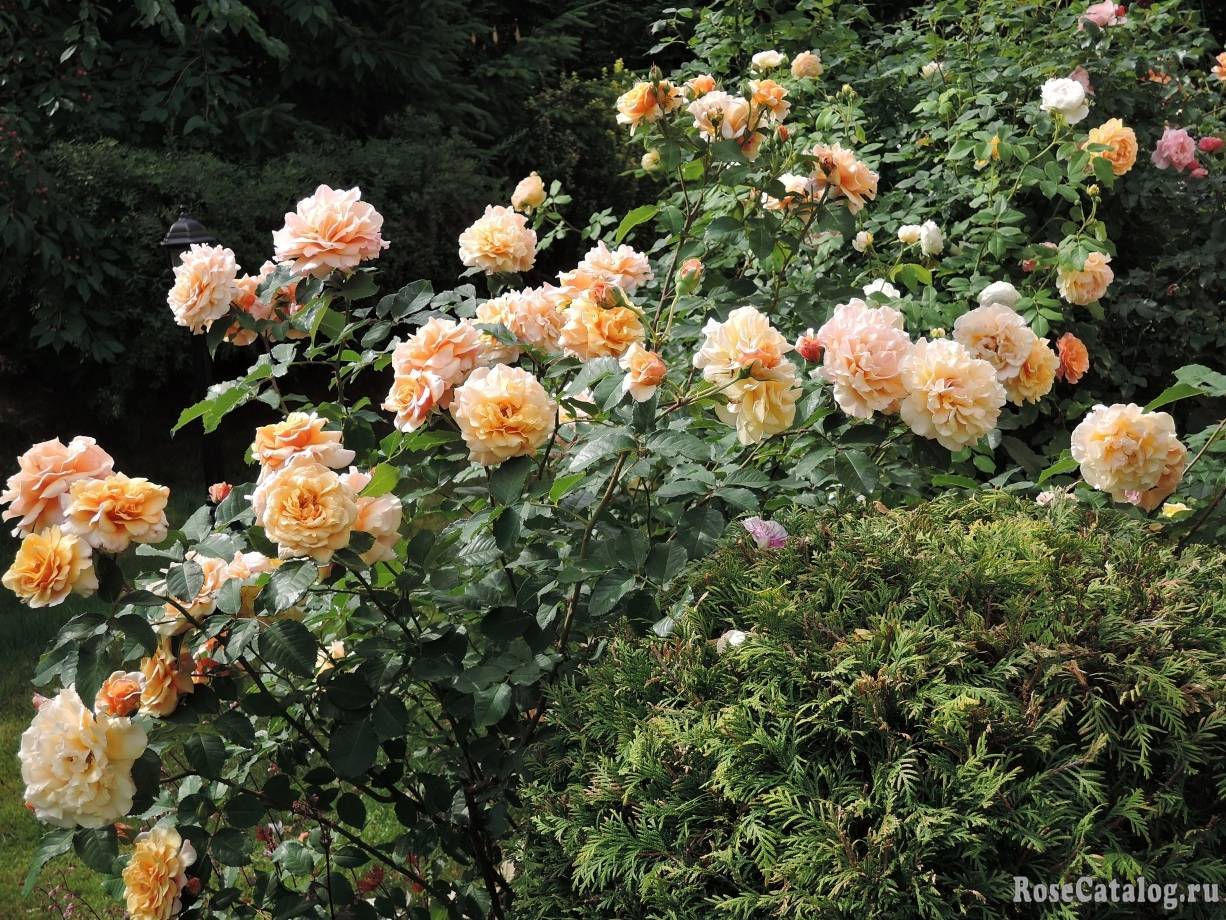 Розы шрабы: сорта, посадка в грунт, зимовка и обрезка