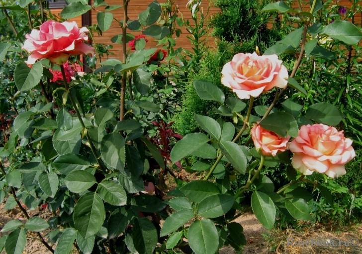 Роза «мондиаль» пинк, фантазия: фото, отзывы, выращивание и уход