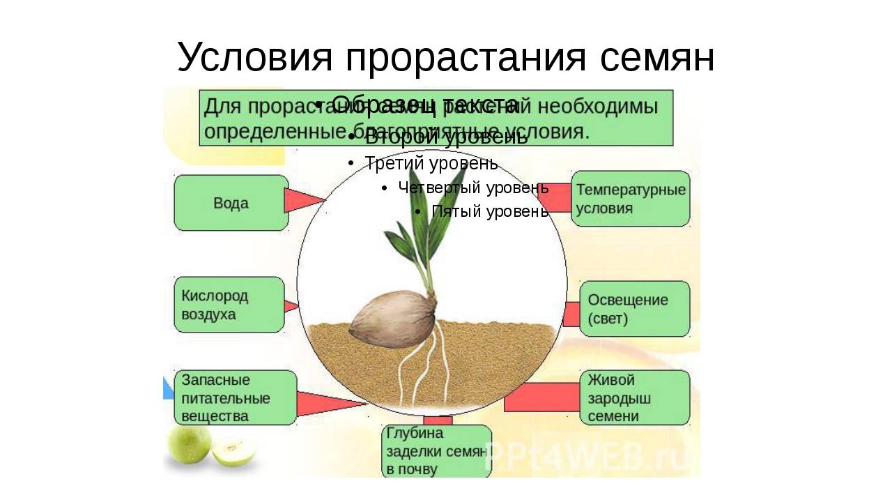 Прорастание семян и формирование проростков - биология - я биолог