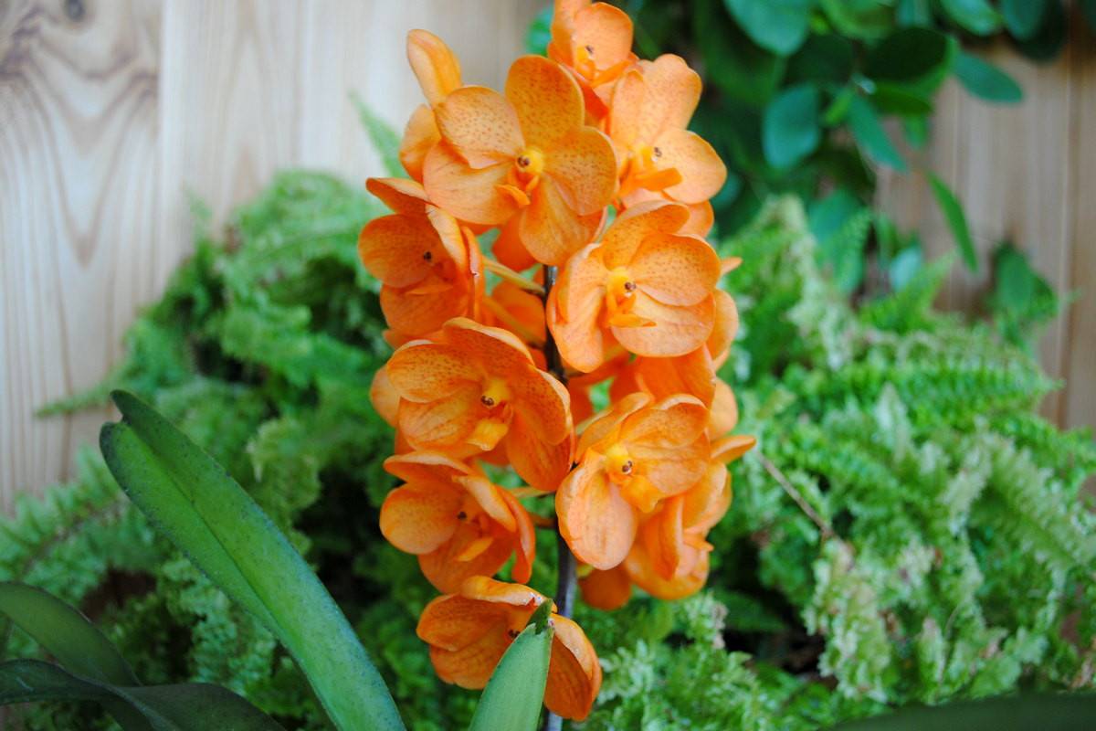 Прекрасная орхидея ванда: уход в домашних условиях