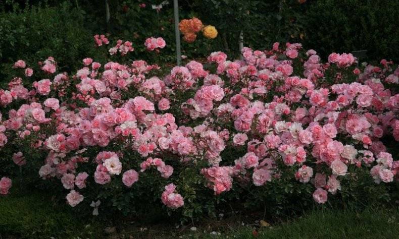 Каперс роза флорибунда боника 82 (розовый)
