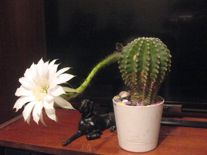 Колючий цветок — кактус: можно ли держать дома и что он символизирует? народные приметы
