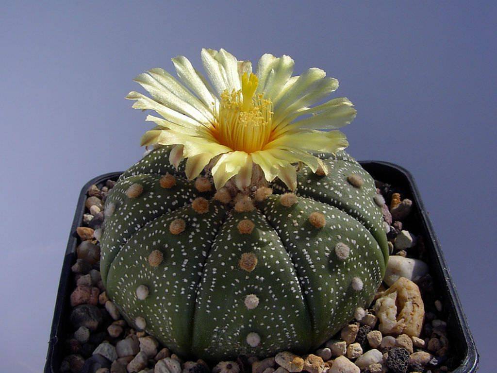 Астрофитум (звездный кактус) – выращивание, уход в домашних условиях