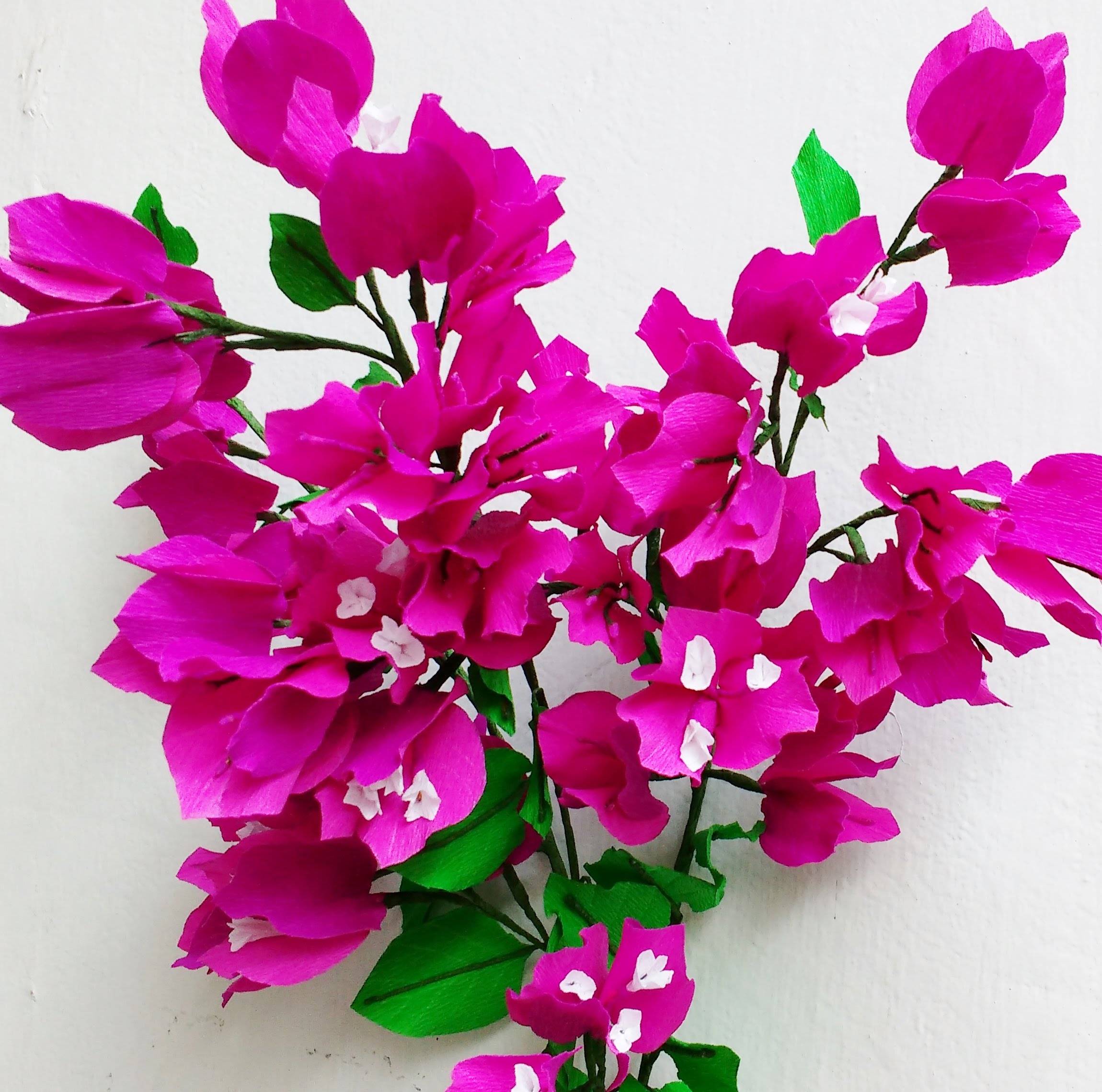 Бугенвиллия. комнатный цветок бугенвиллия: каталог сортов с фото, уход и размножение в домашних условиях