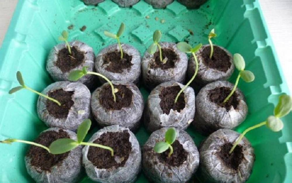 Выращивание молочая трехгранного: как посадить, ухаживать, удобрять, размножать