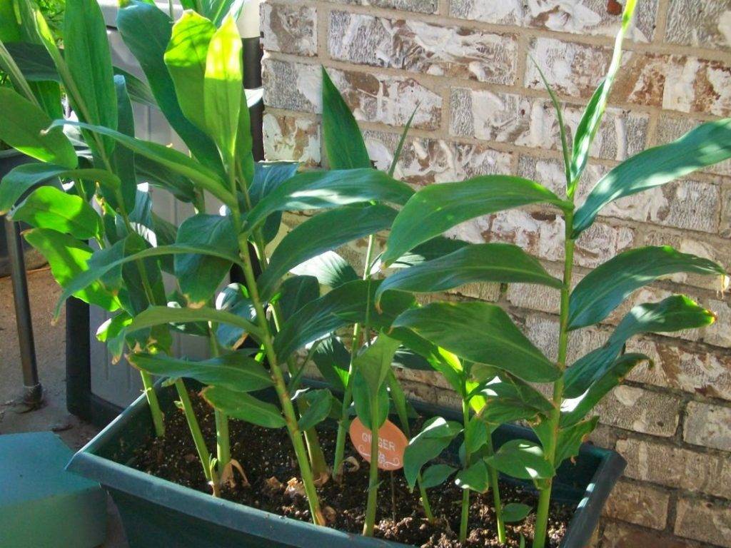 Выращивание имбиря из корня в домашних условиях в горшке: как посадить и ухаживать за растением?