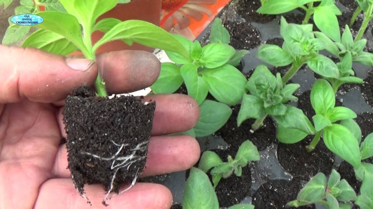 Как рассадить петунию черенками