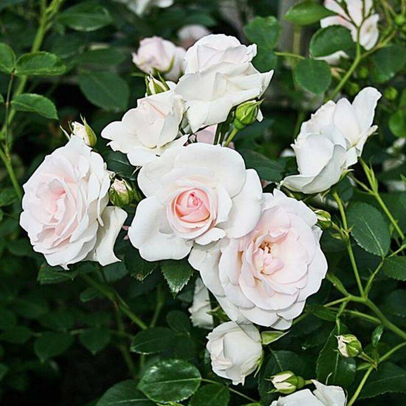 Описание и характеристики декоративного сорта розы аспирин из группы флорибунда