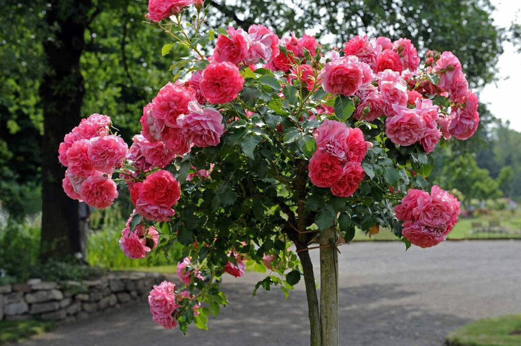 Роза братья гримм — описание и характеристики «королевы цветов»