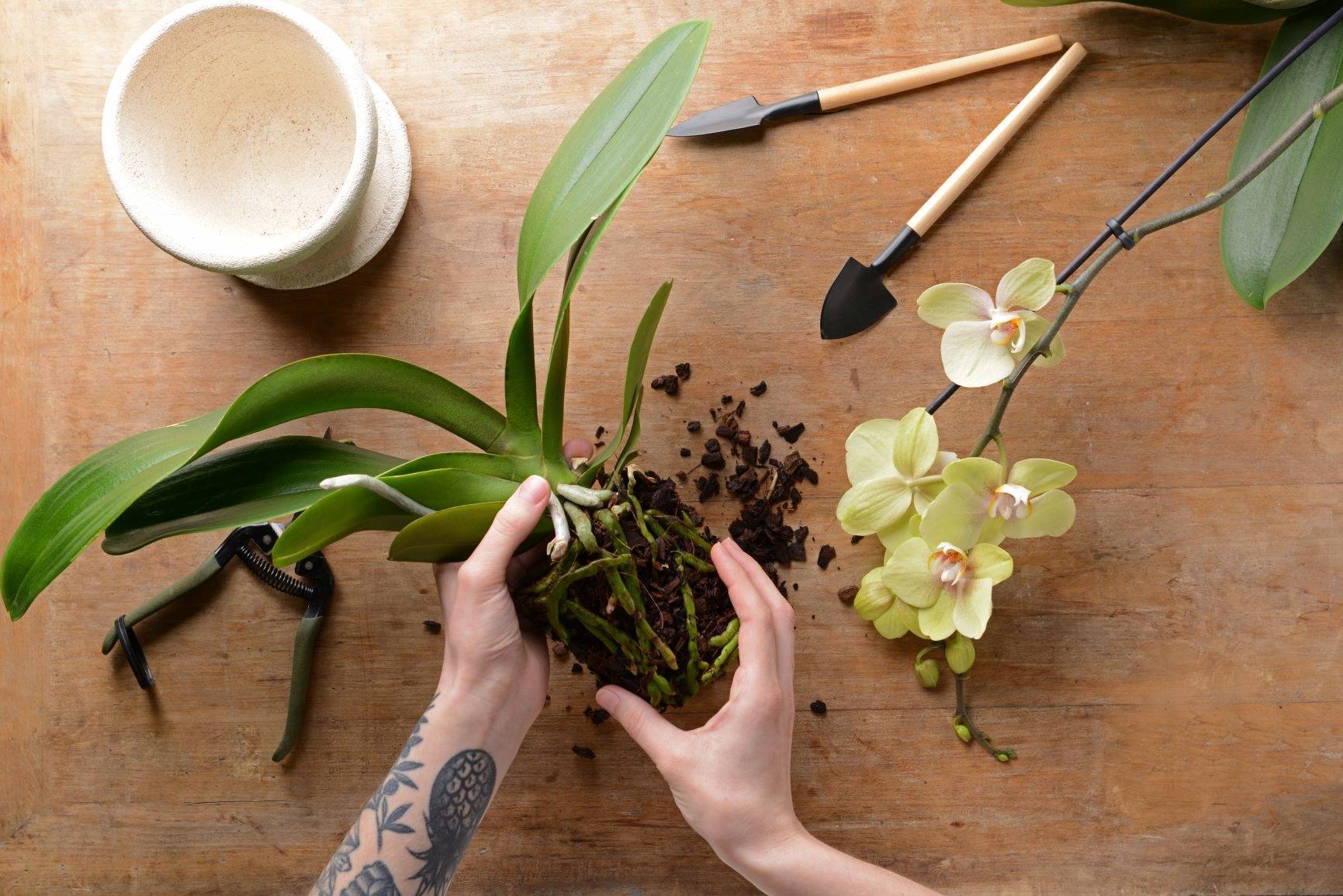 Как отсадить детку орхидеи – от цветоноса в домашних условиях