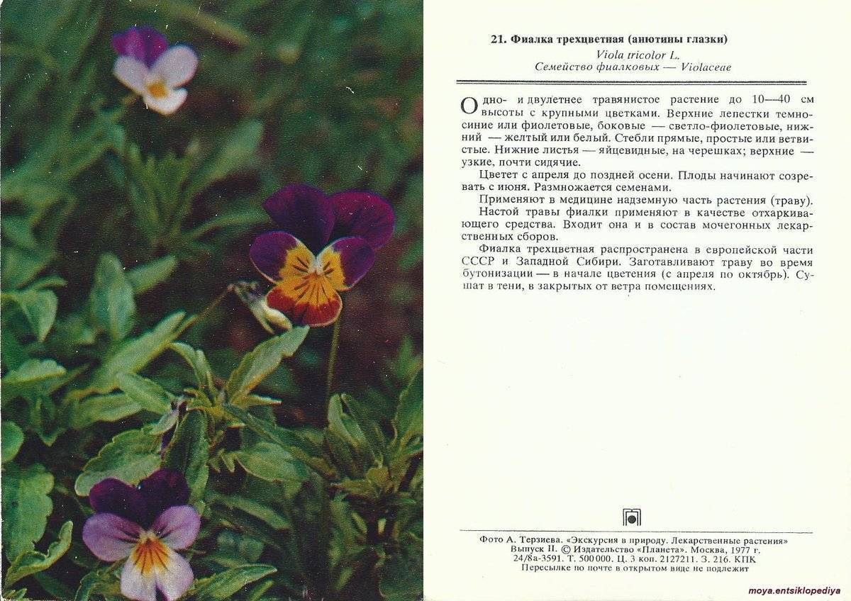 Использование трехцветной фиалки в медицине: описание и лечебные свойства цветка