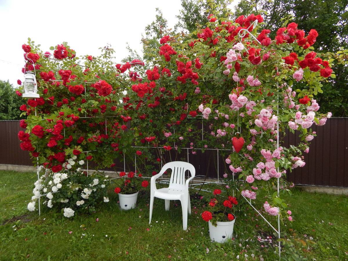 Почему не цветет роза: основные причины и нюансы выращивания