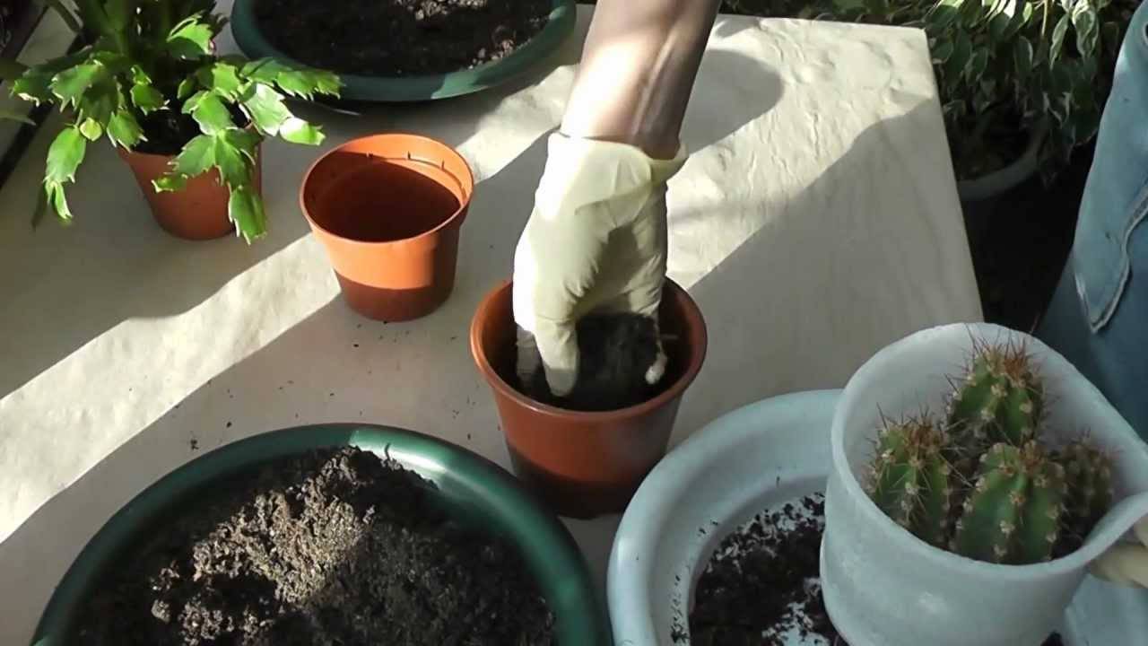 Как пересаживать кактусы в дома своими руками