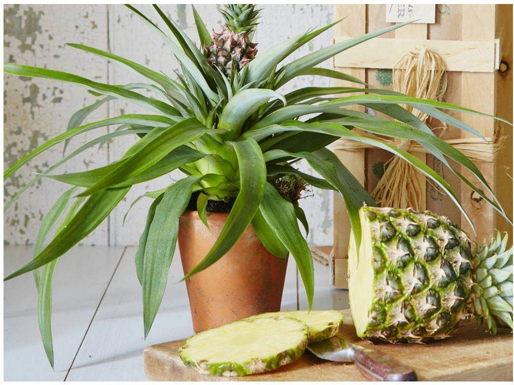 Как растет ананас: все, что вы хотели знать об экзотическом фрукте