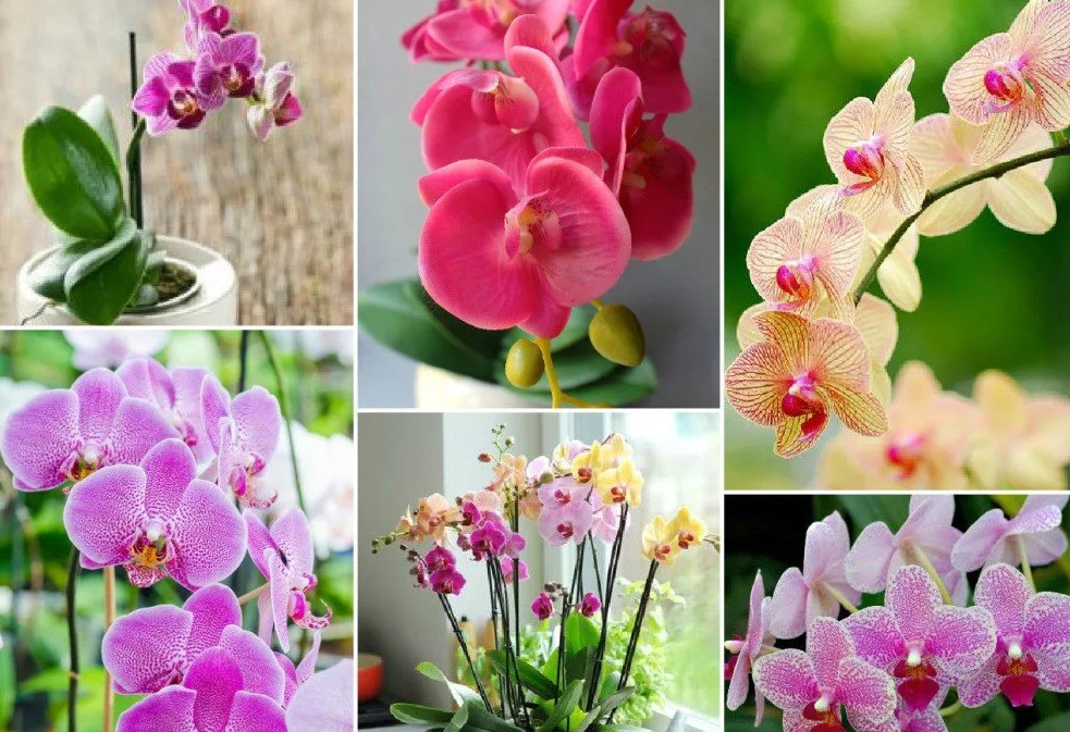Почему не цветет орхидея: причины, по которым ваша красавица уже долго выпускает в домашних условиях только новые листья или корни, а бутоны у нее растут плохо selo.guru — интернет портал о сельском х