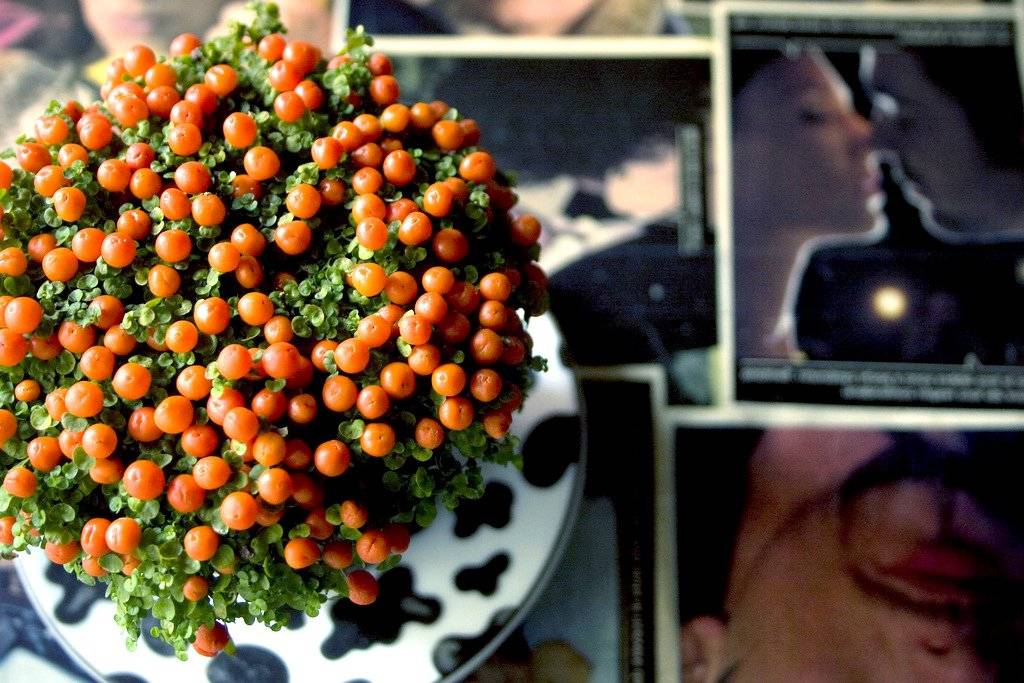 Нертера (коралловая ягода) - уход в домашних условиях, фото сортов